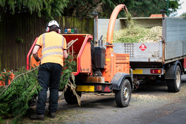 Dead Tree Removal